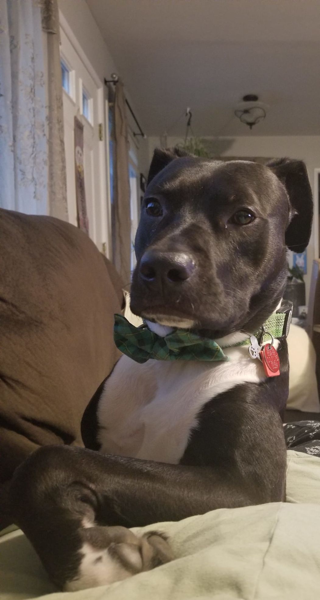Louie